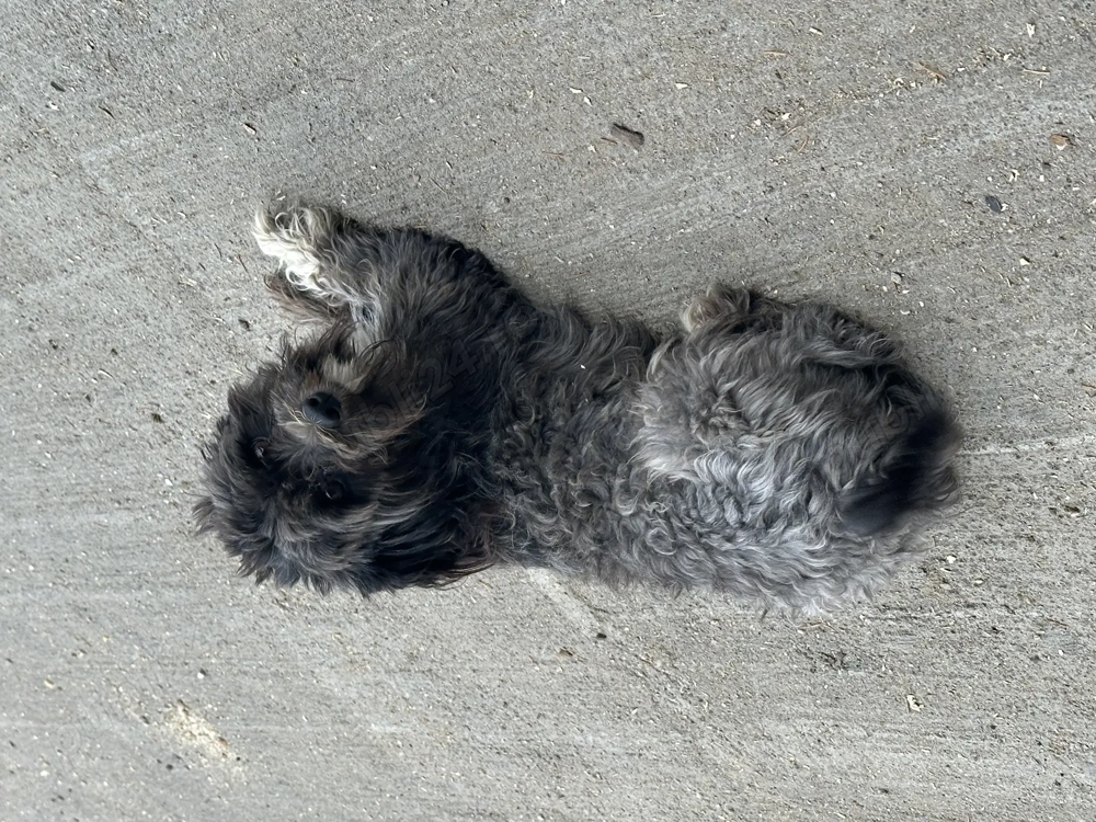 Vand bichon și labrador  Vand bichon și labrador