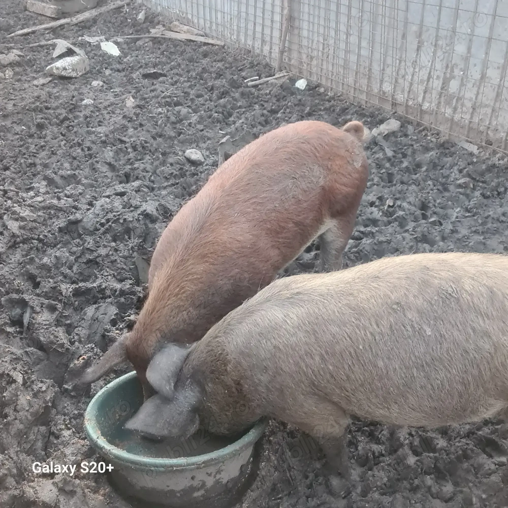 porci mangalita cca 90-95kg