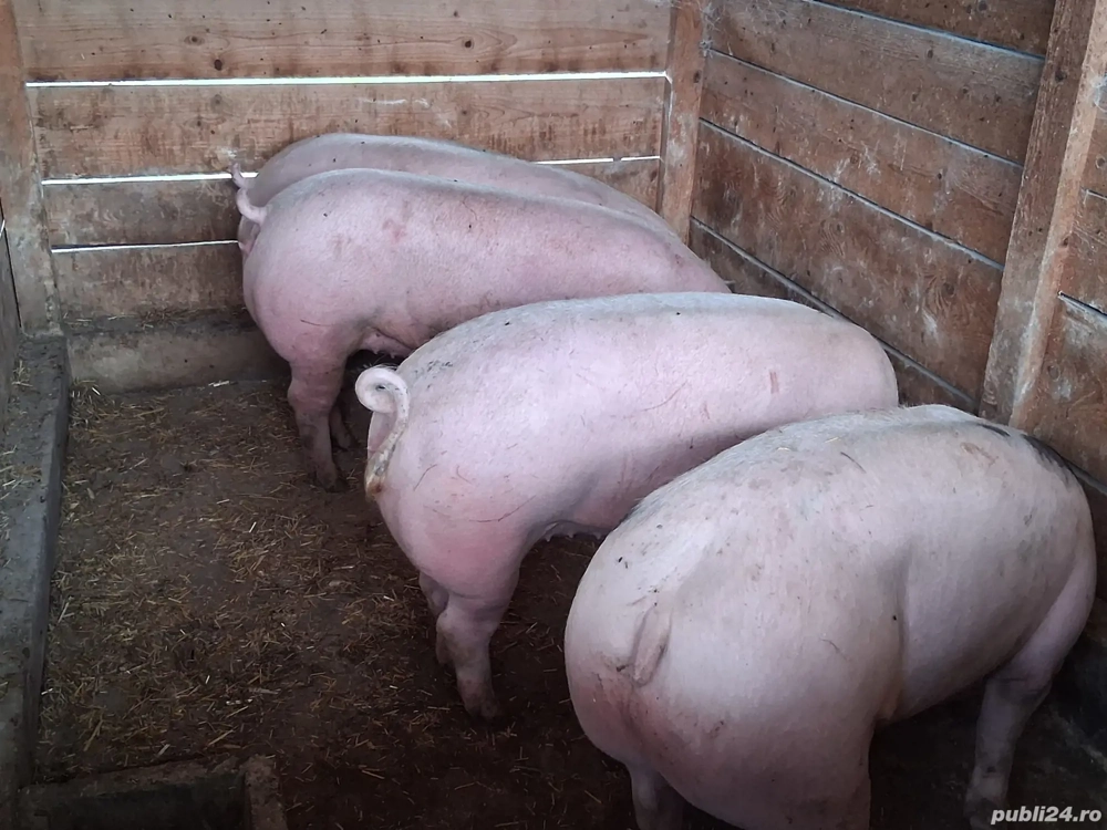 vând porci 135-140 kg,Rasa de calitate Pic, carne  100%!