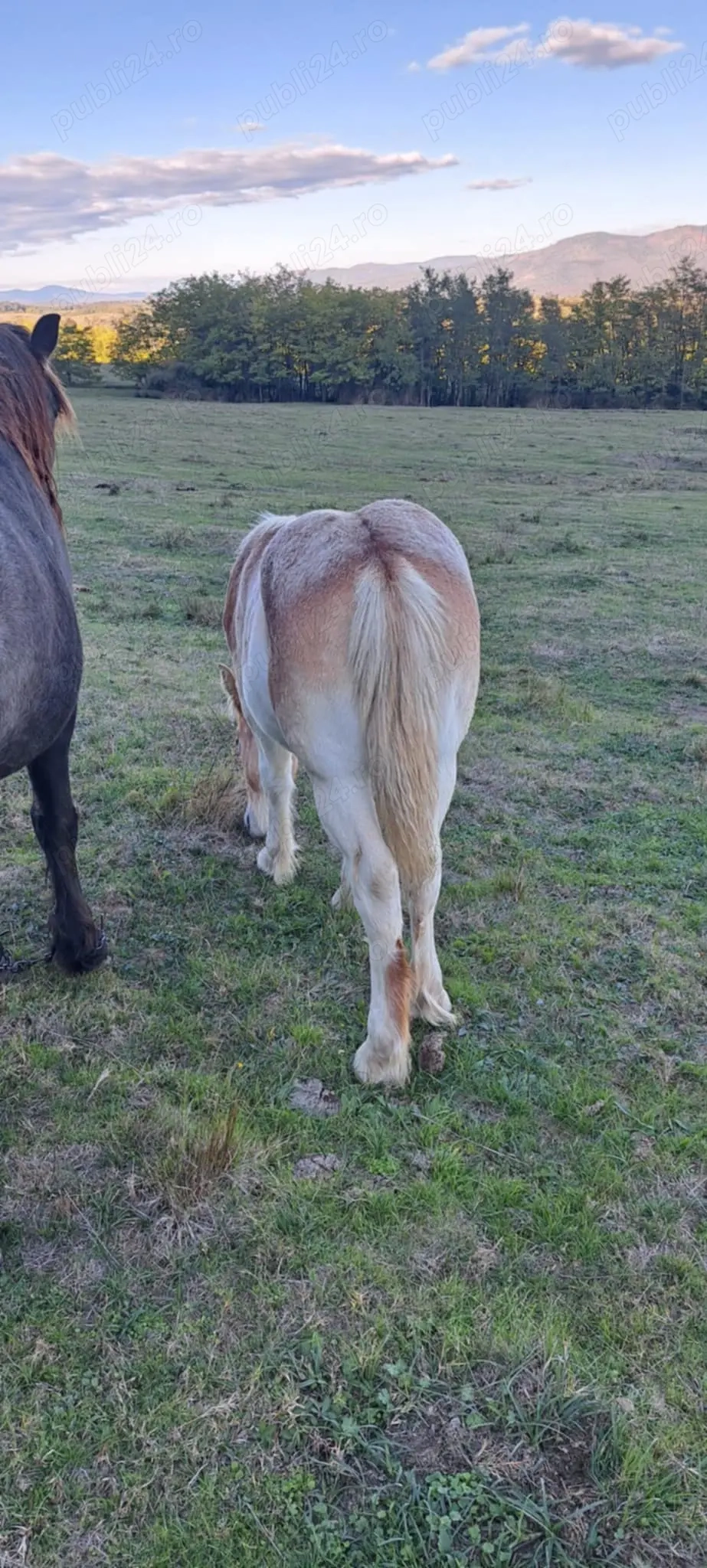 Mânză de 5 luni de vanzare Mânză de 5 luni de vanzare