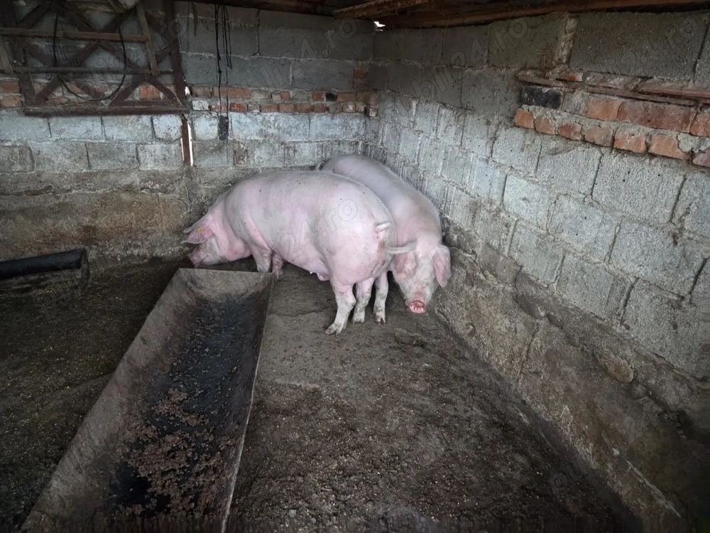 Porci de vânzare   250 kg, 3000 lei Porci de vânzare   250 kg, 3000 lei