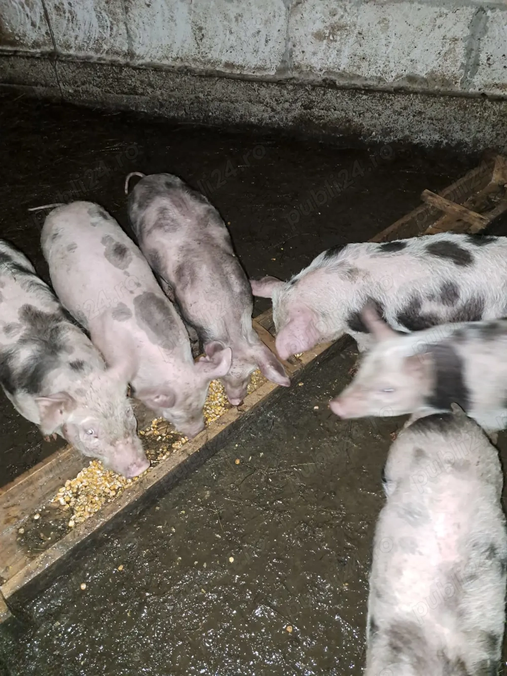 Purcei de 8 săptămâni 