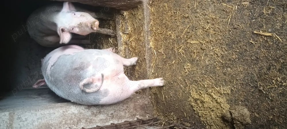 Porci,grăsuni & purcei 