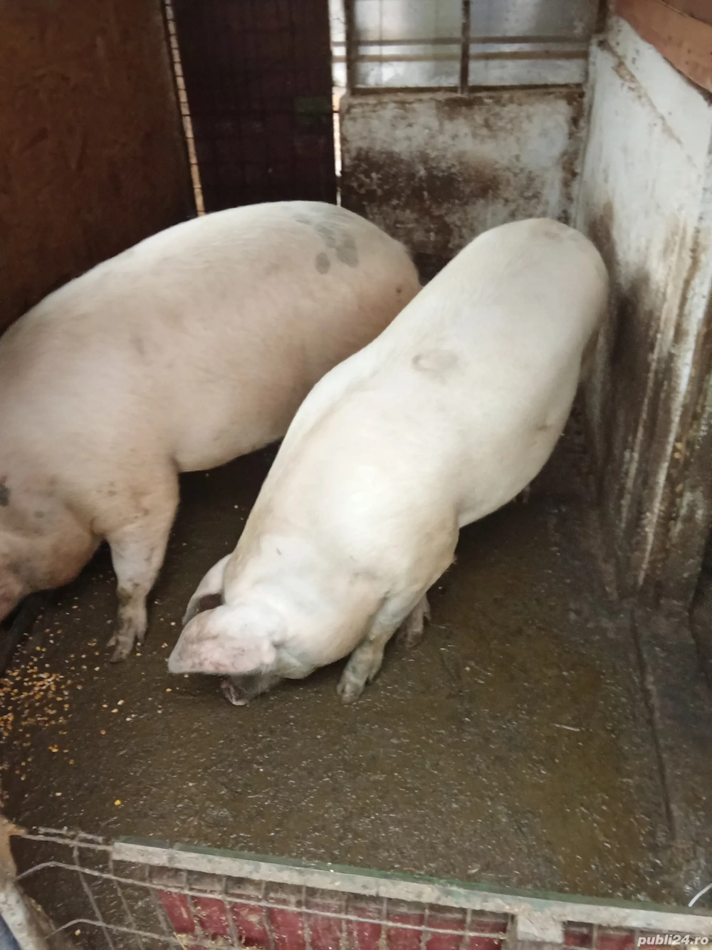 porc de vanzare porc de vanzare