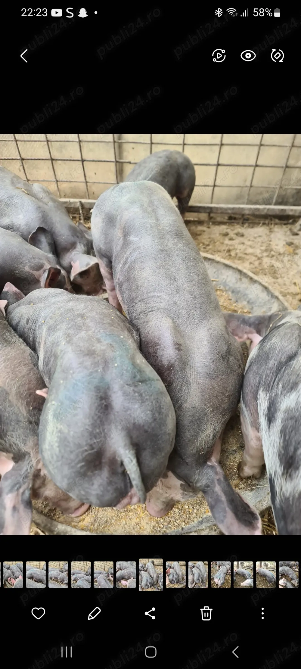 Vând purcei pietrani originali Vând purcei pietrani originali