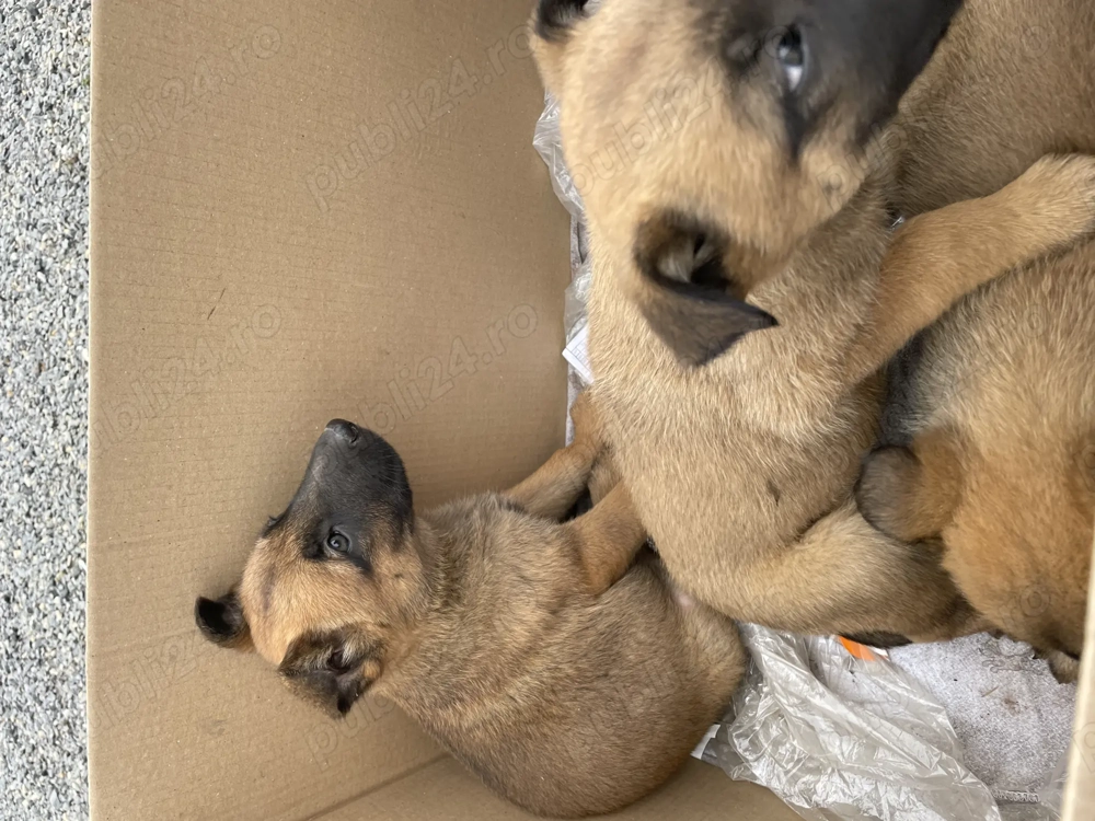 Vând pui ciobănesc belgian ( malinois ) Vând pui ciobănesc belgian ( malinois )
