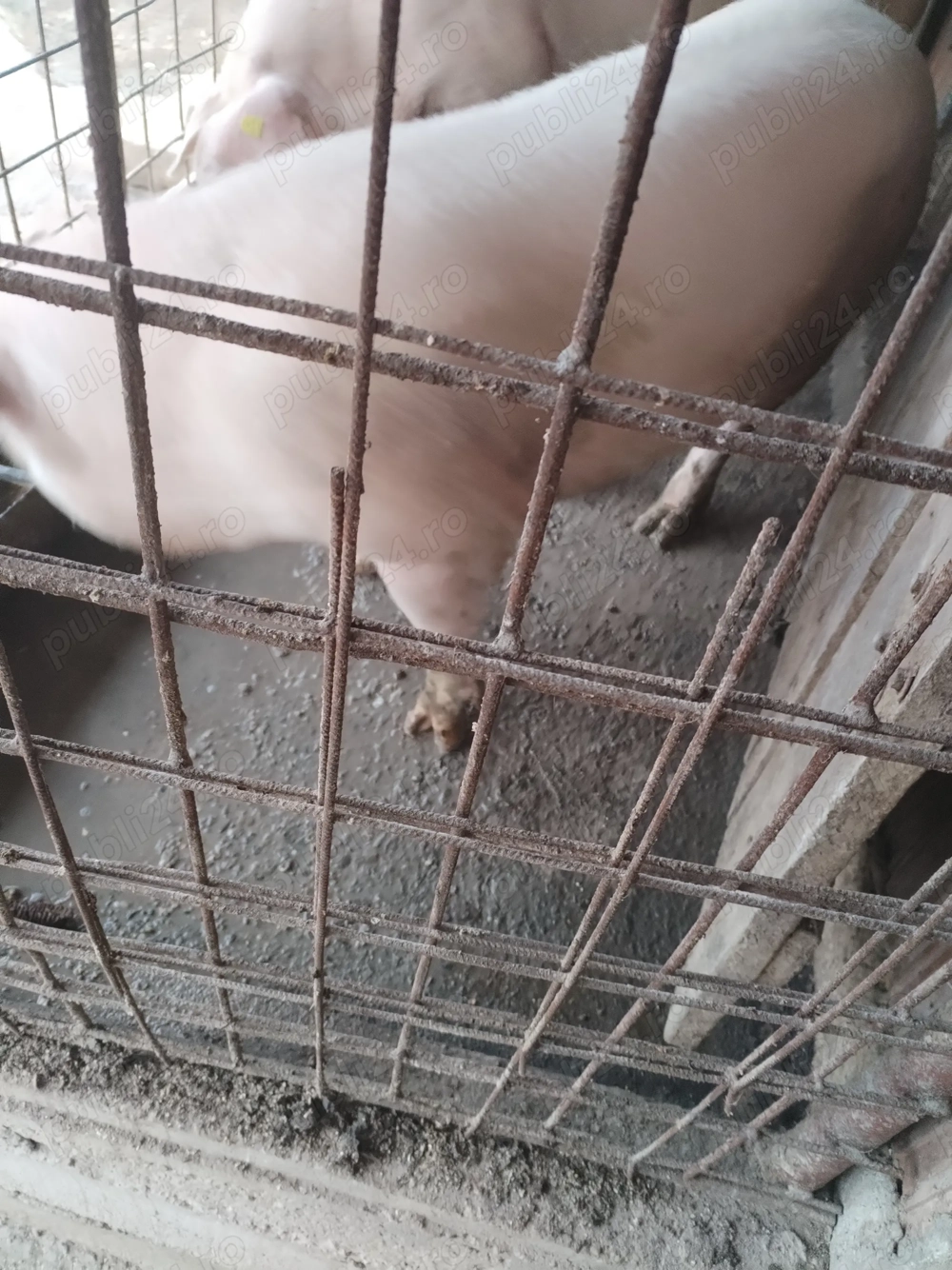 Vand 1 porc  Vand 1 porc