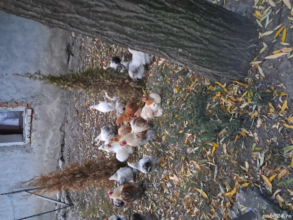 Cochinchina pitic Cochinchina pitic