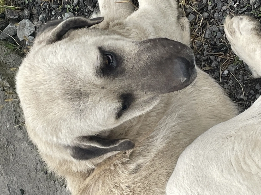 Vând kangal ( ciobănesc turcesc )