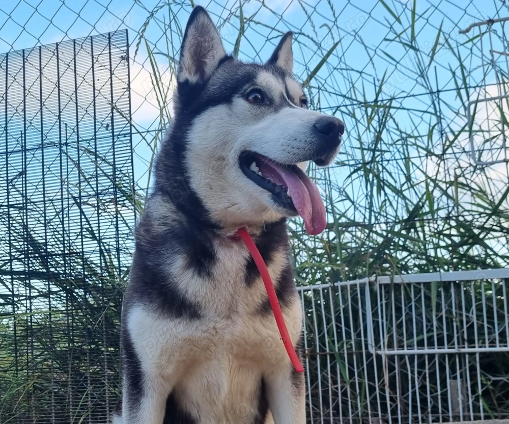 Catea Husky siberian . Catea Husky siberian .