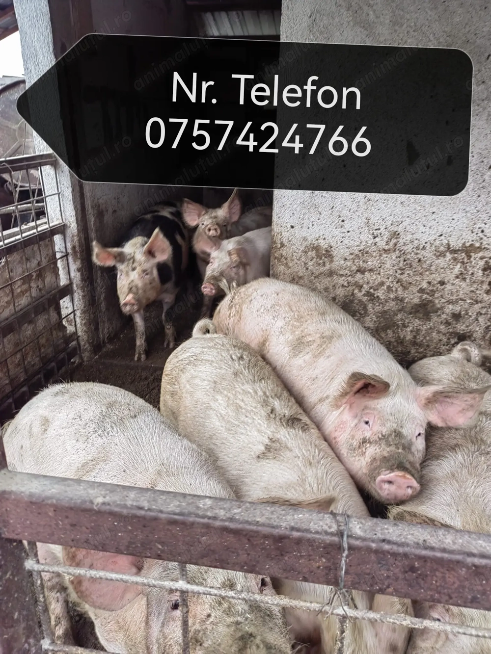 Vând porci cu greutăți cuprinse între 30-350 kg Vând porci cu greutăți cuprinse între 30-350 kg