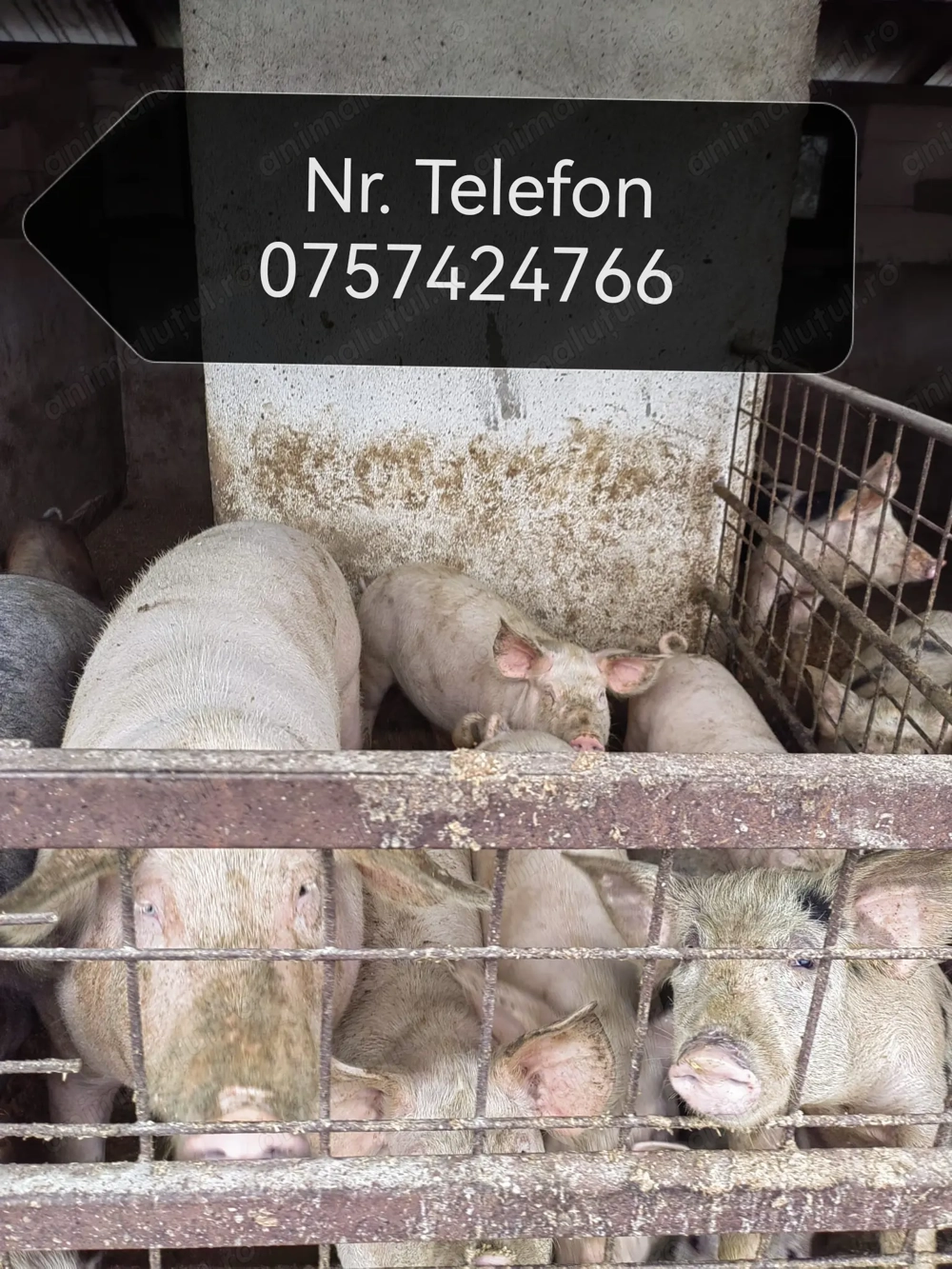 Vând porci diferite marimi