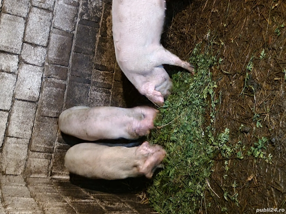 doi soldani de vanzare 380 bucata doi soldani de vanzare 380 bucata