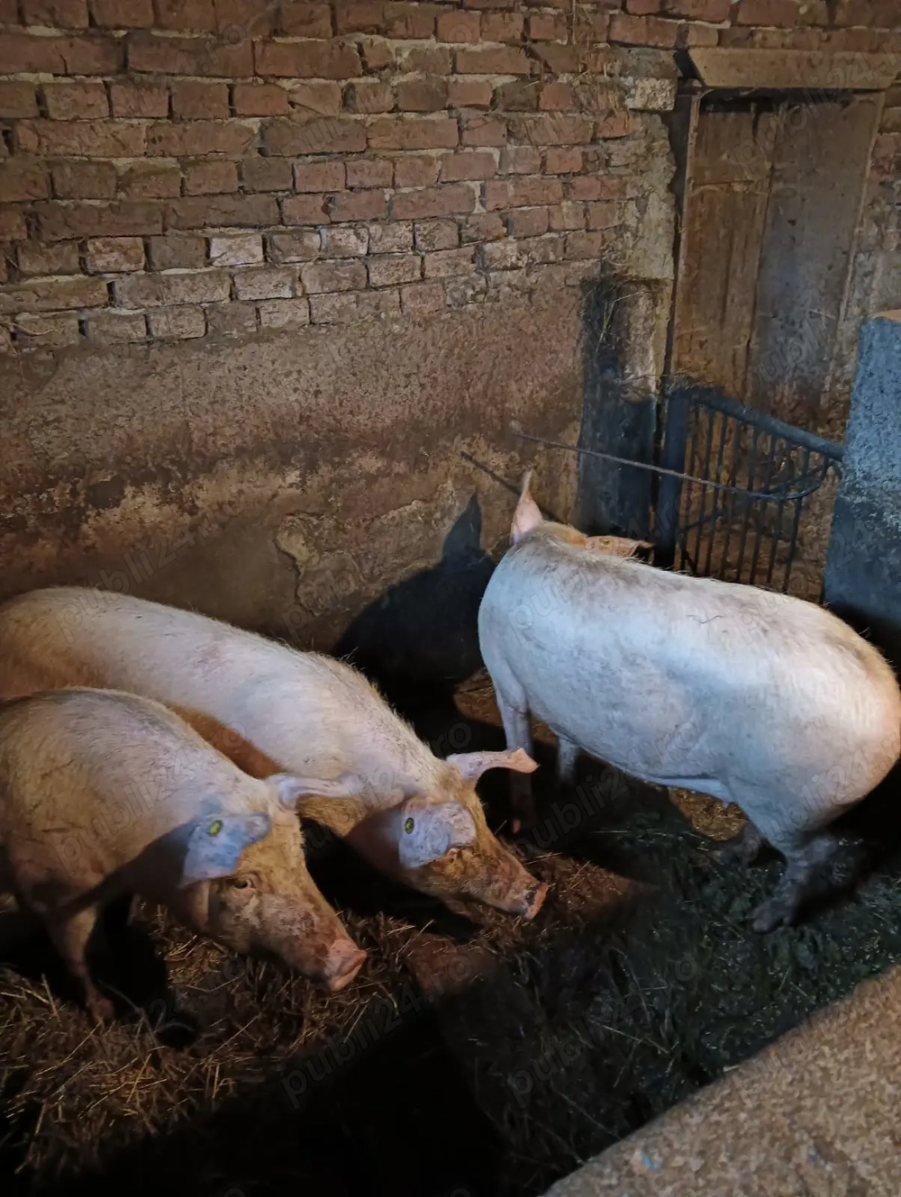 Vand porci de carne rasa marele alb Vand porci de carne rasa marele alb