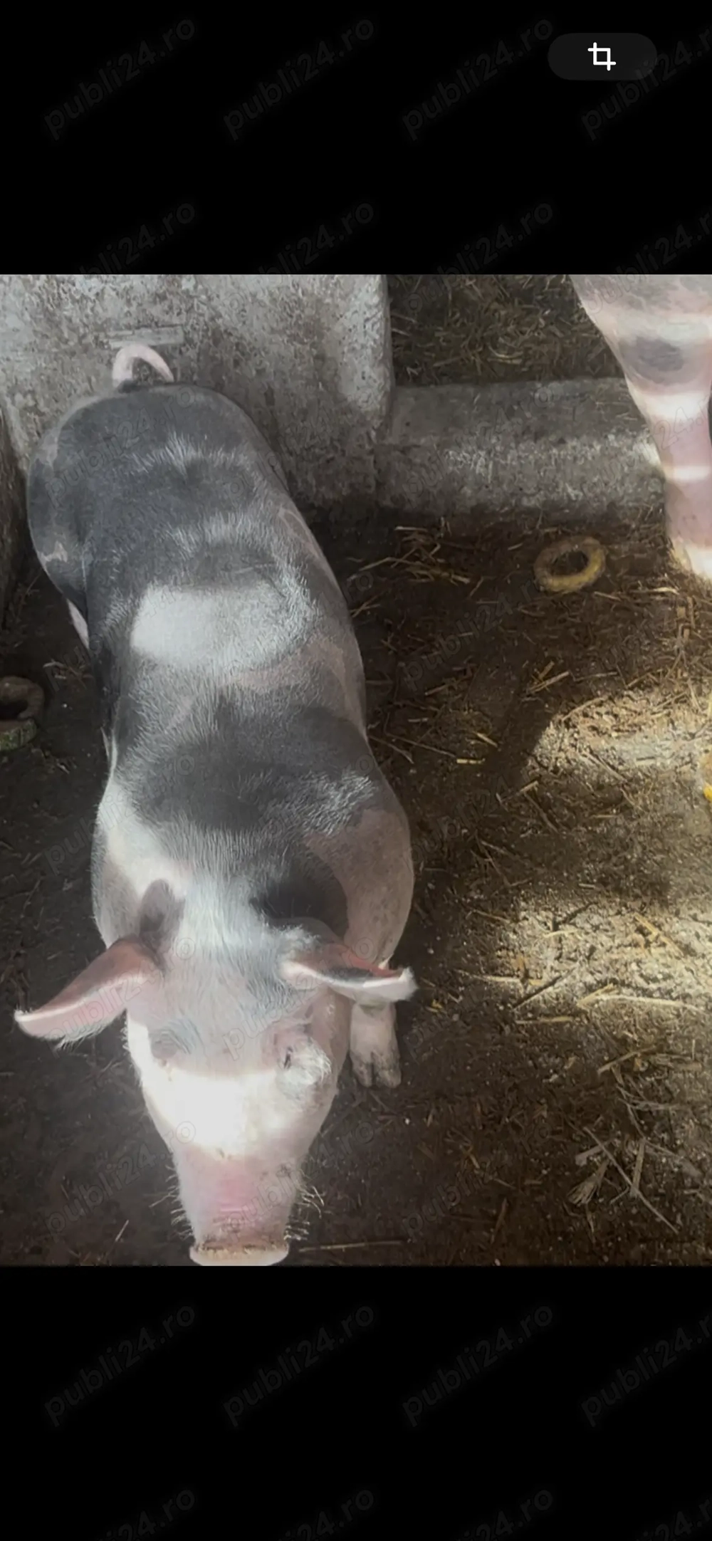 Vând 2 scrofițe și un porc pietrain metiș cu greutate de peste 40kg Vând 2 scrofițe și un porc pietrain metiș cu greutate de peste 40kg