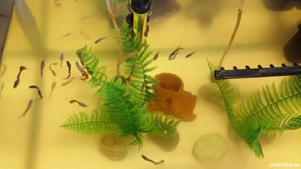 Donez peștișori pentru acvariu  Donez peștișori pentru acvariu