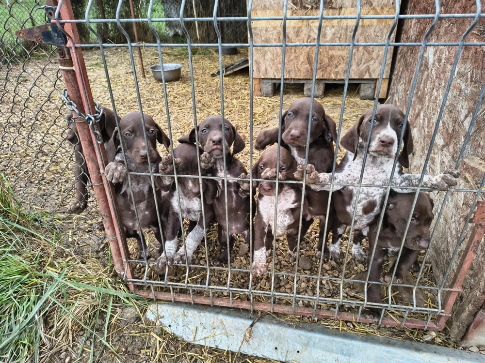 Pui Brac german  Pui Brac german