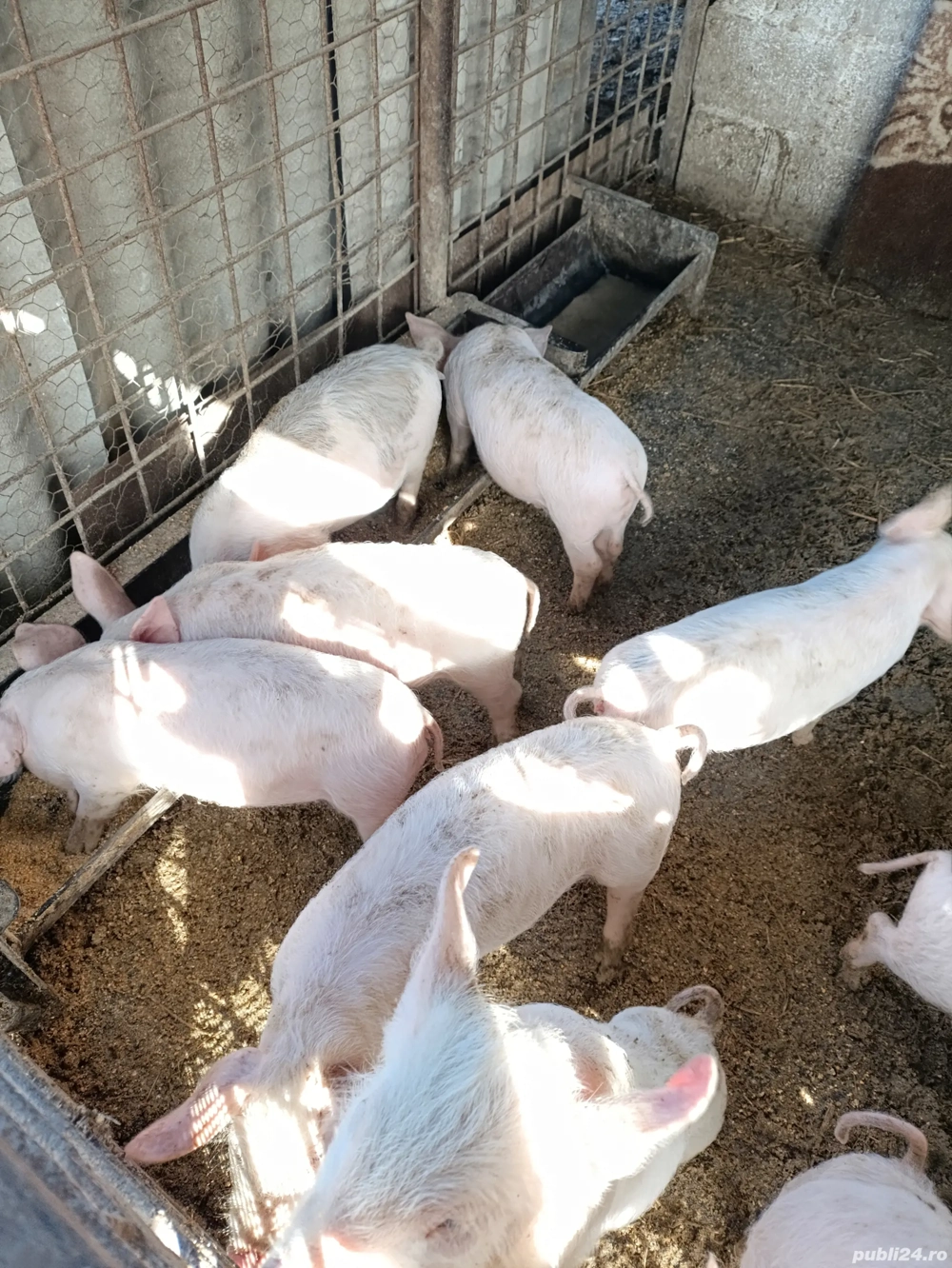 Purcei 8 săptămâni 