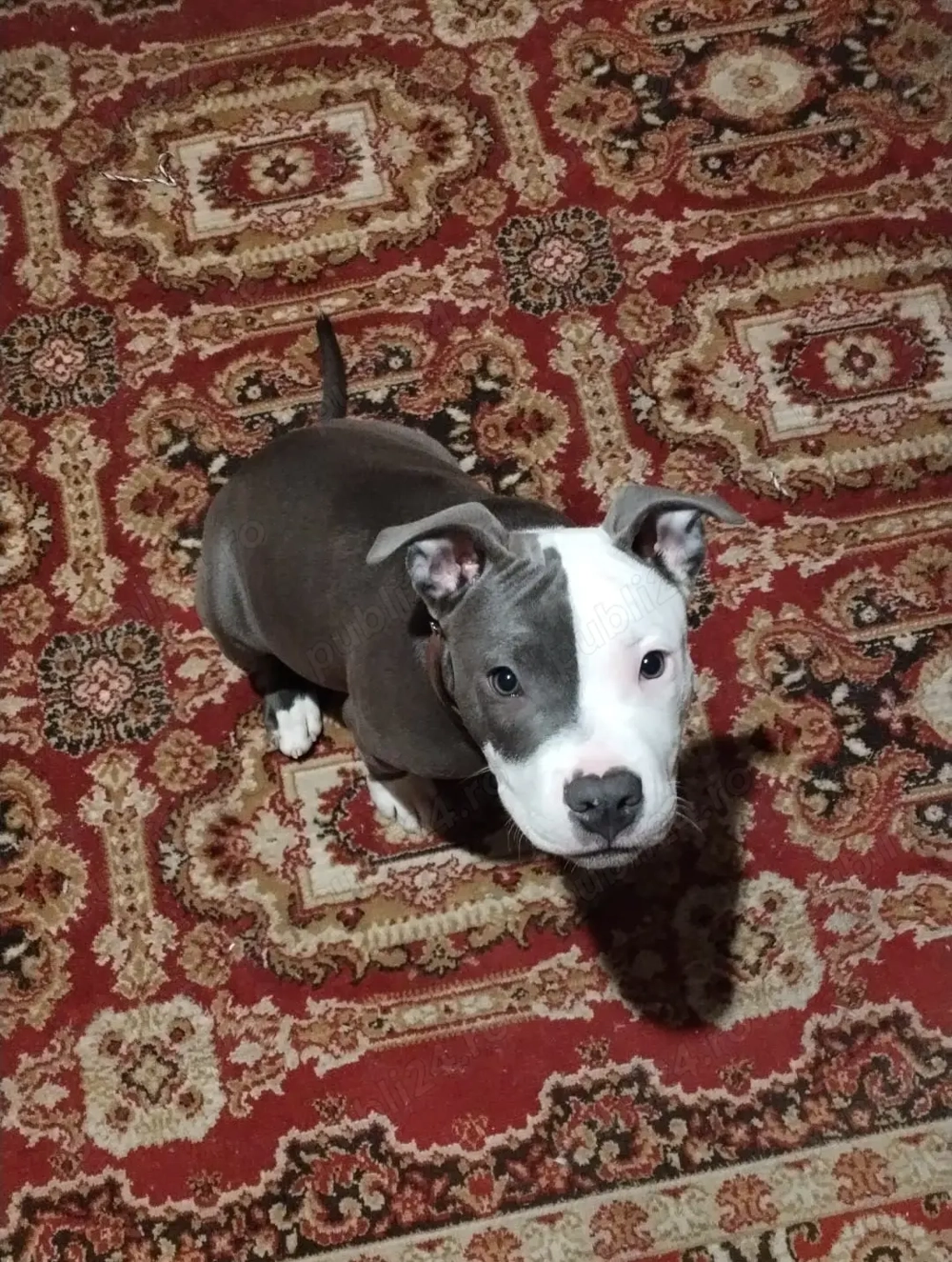 Vând american bully 1an și 3 luni Vând american bully 1an și 3 luni