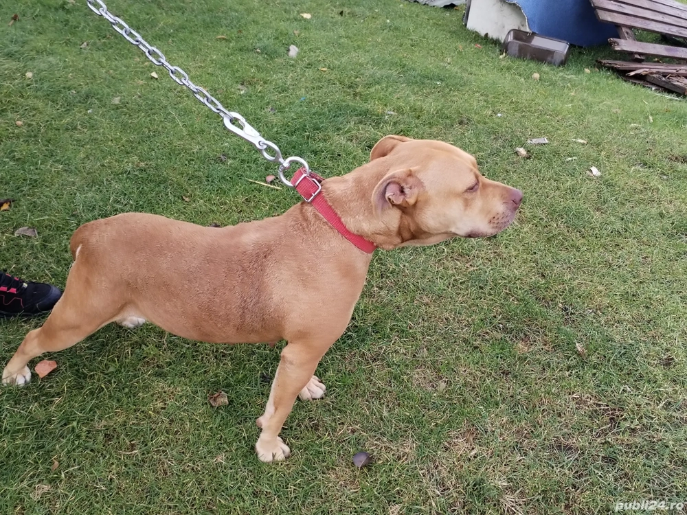 catea amstaff  catea amstaff