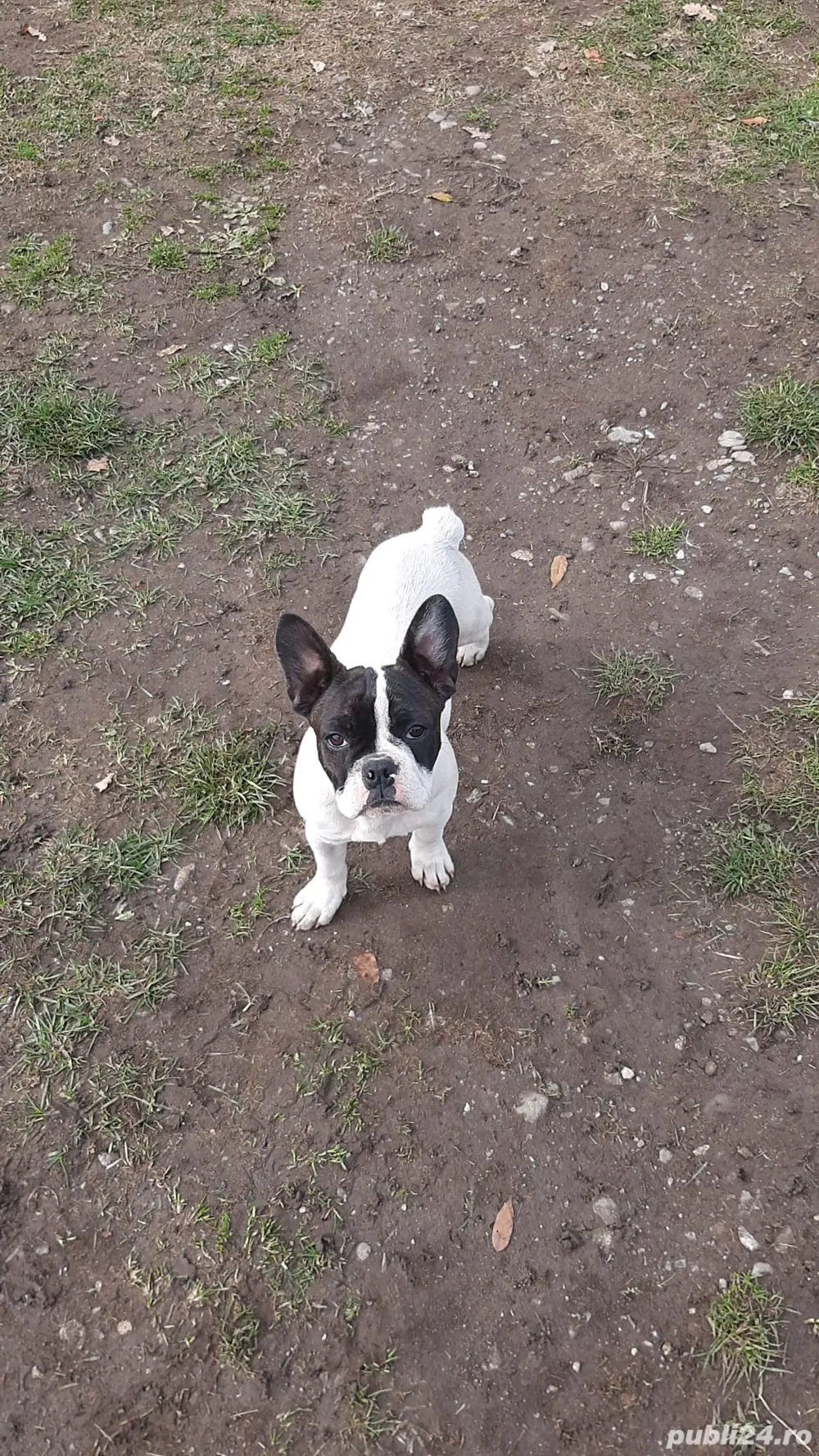 buldog francez rasa pura