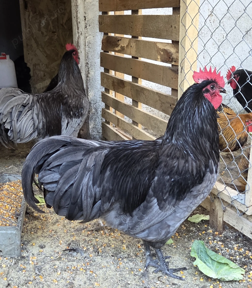 Cocosi Australorp pe negru sau albastru