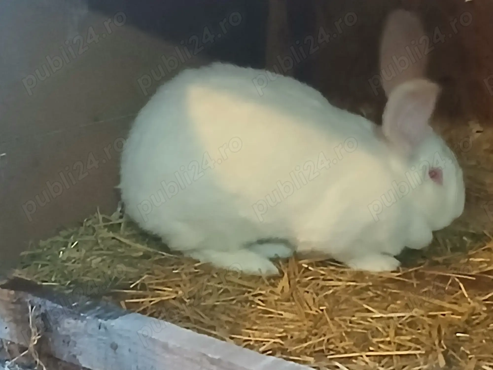 Vând iepuri uriași Germani