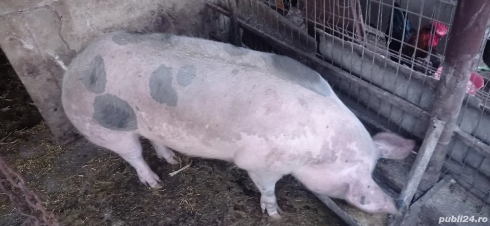 Vand porci pietrain Vand porci pietrain