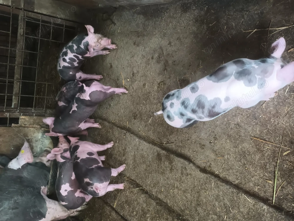 Vând purcei de carne  Vând purcei de carne