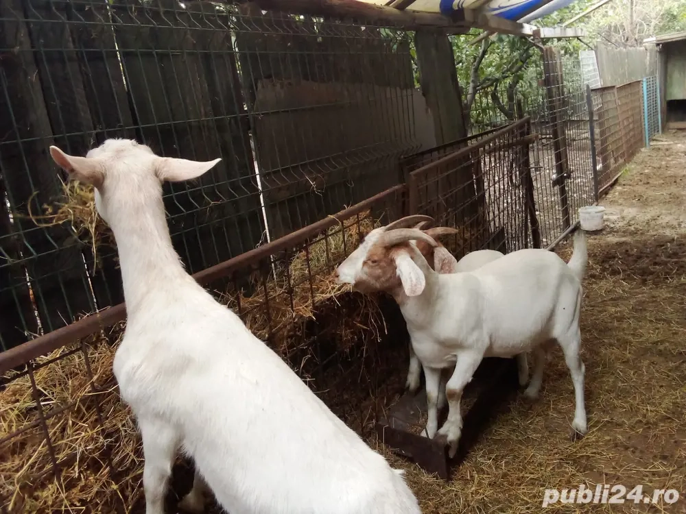 Capre de rasa Sanen si Boer  Capre de rasa Sanen si Boer