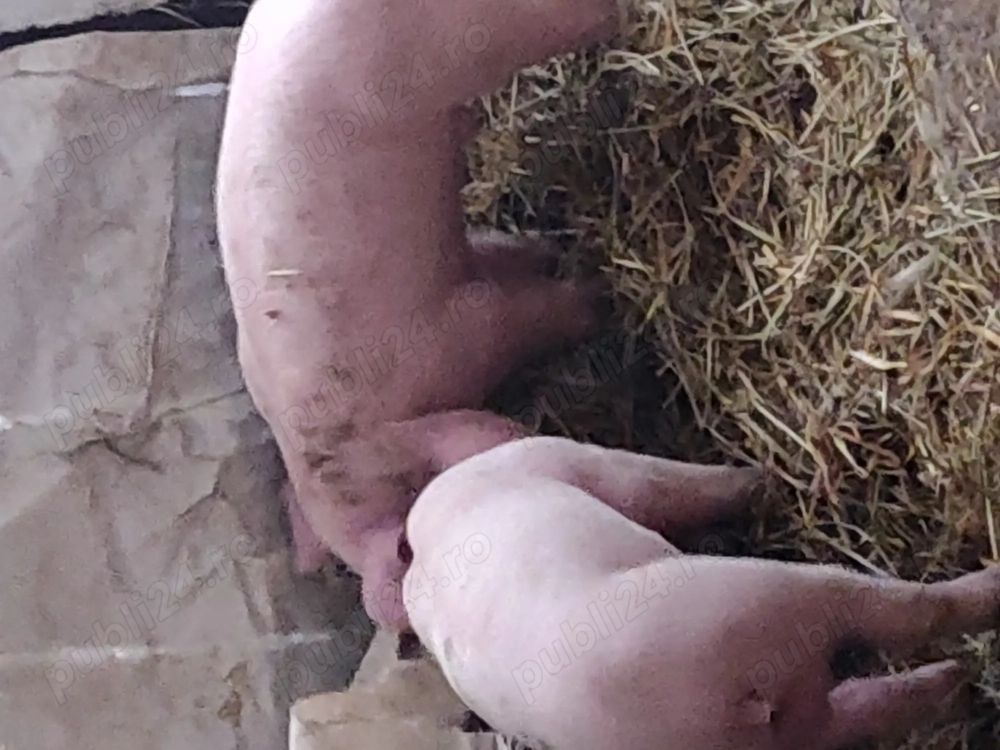 Vind porci de craciun Vind porci de craciun