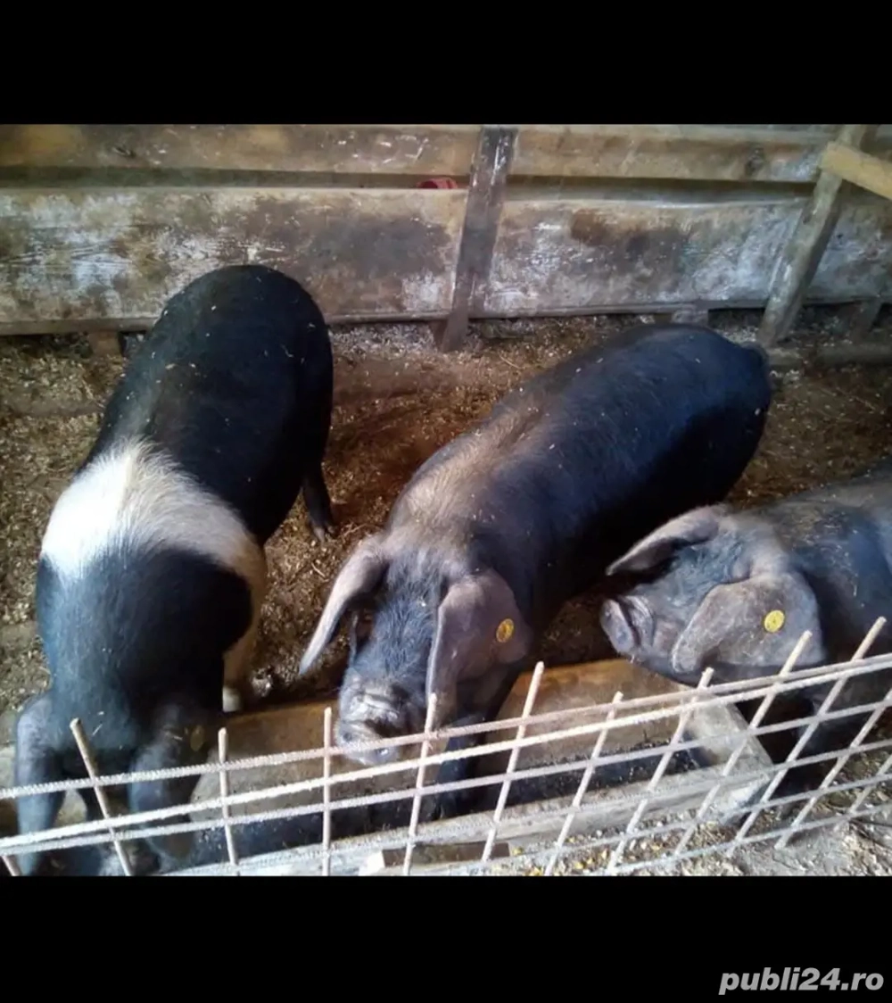 vând șoldani de 70 80 kg cu 18 kg 