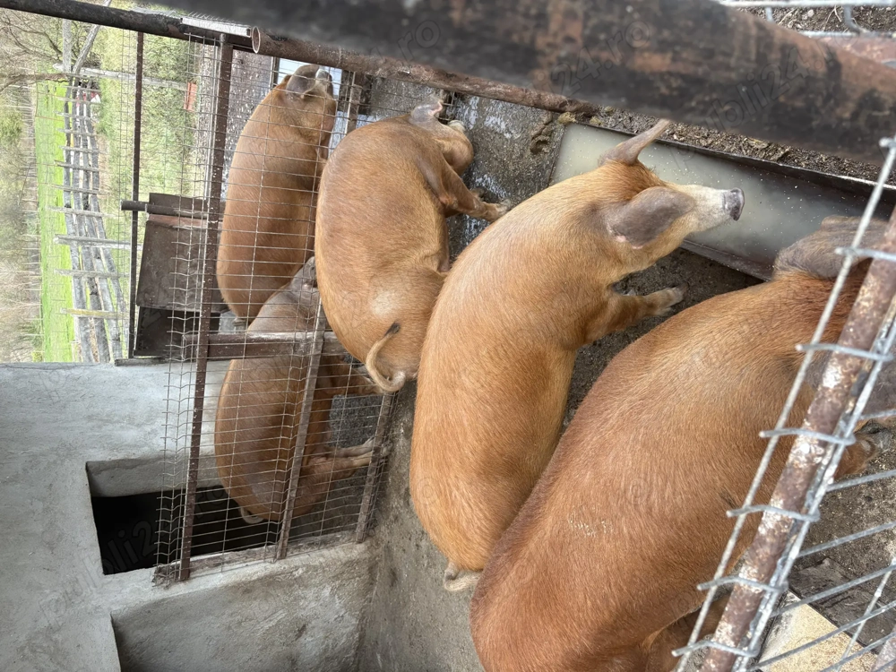 Porci de vânzare!! Porci de vânzare!!