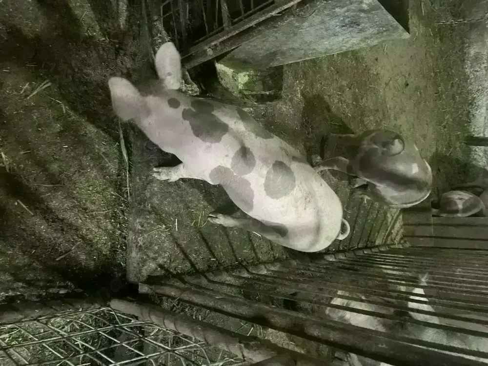 Purcei pietrain de vanzare Purcei pietrain de vanzare