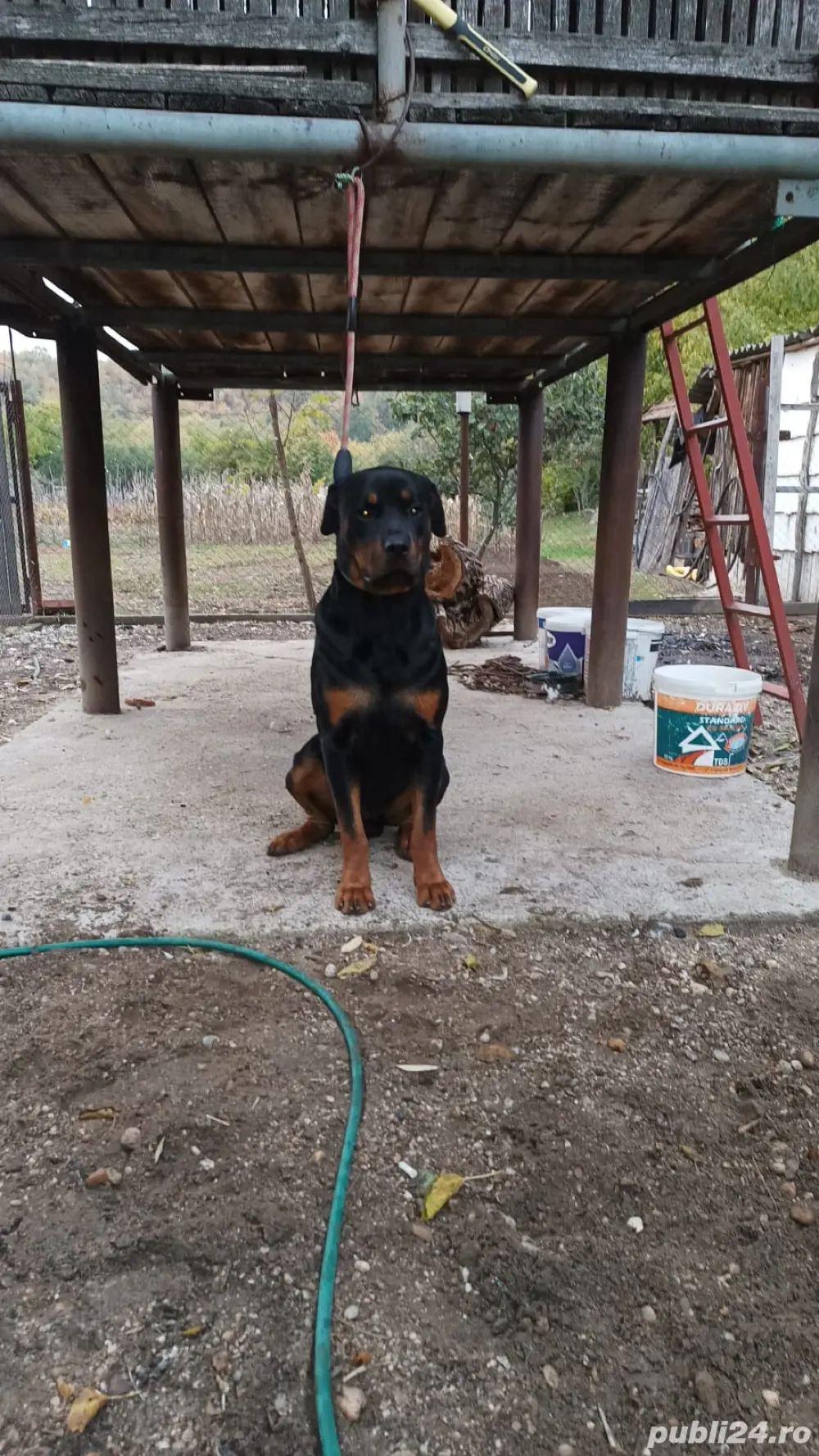 vand o pereche rotwailler 