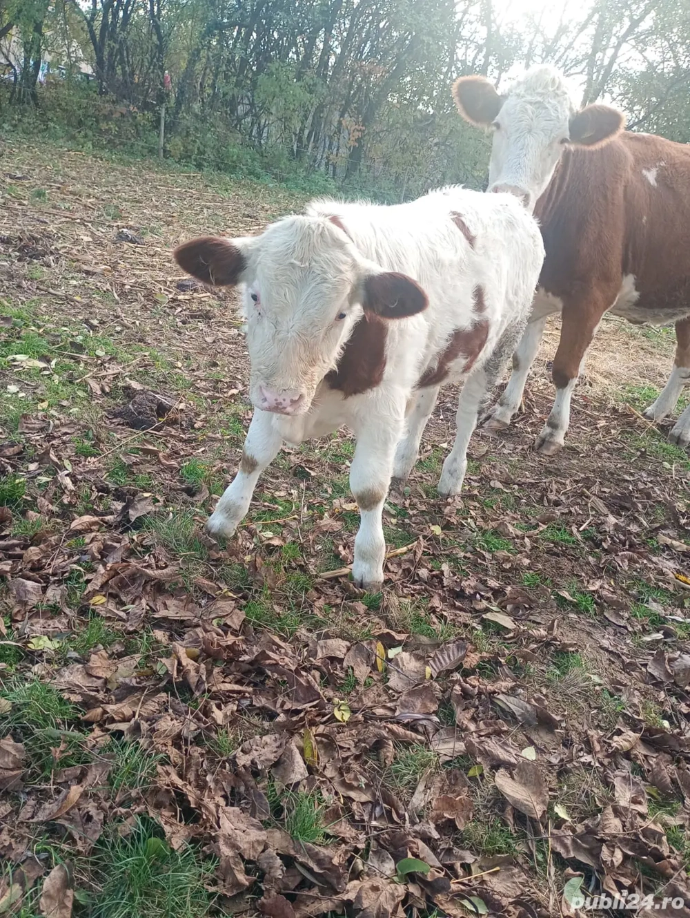 vand tauras vand tauras