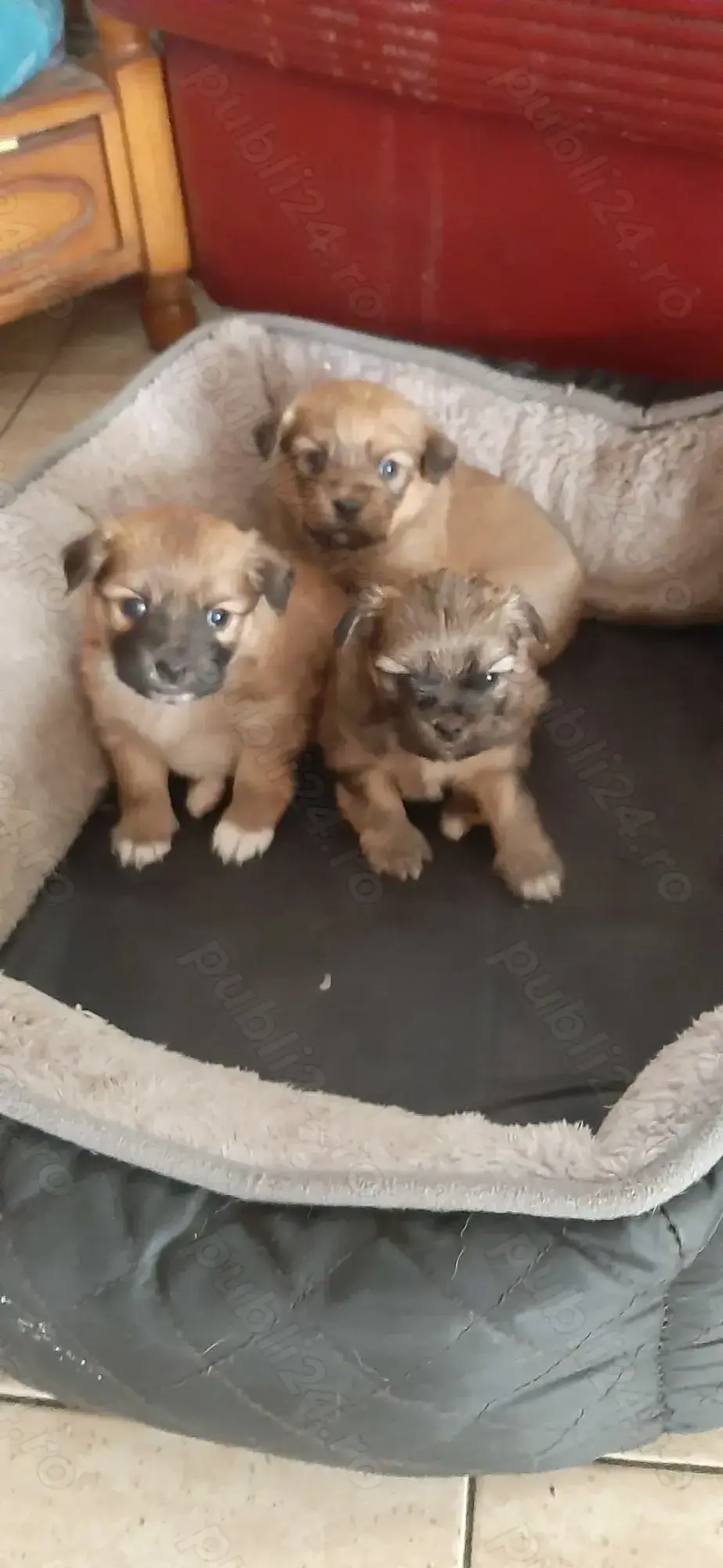 Cățeluși metis de talie mică Cățeluși metis de talie mică