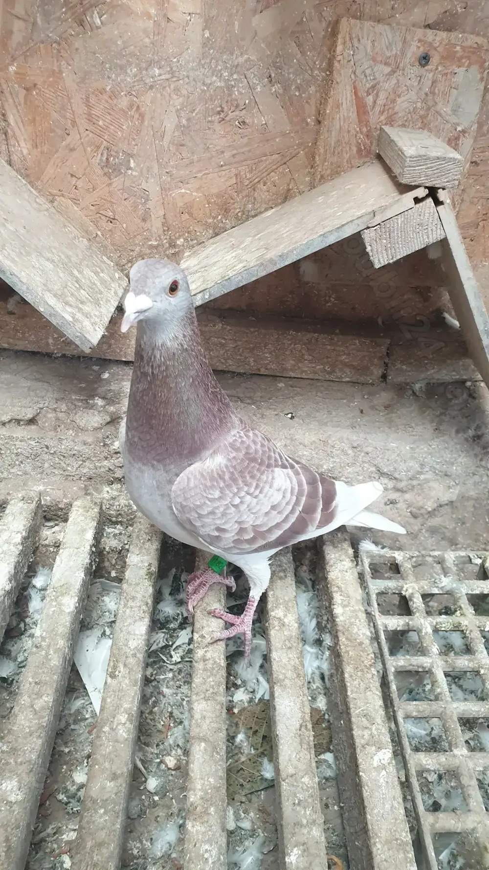 Ocazie! Vand 4 femele voiajor de concurs, perfect sanatoase, cu origini foarte bune!