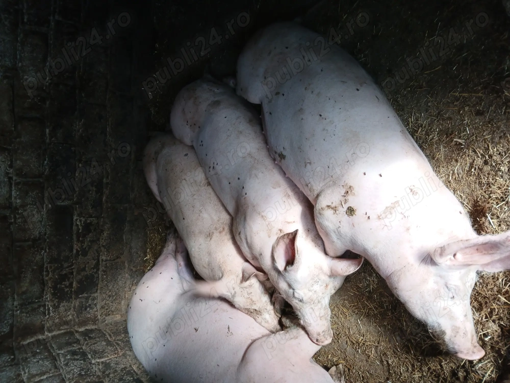 Porci de vînzare pentru crăciun 