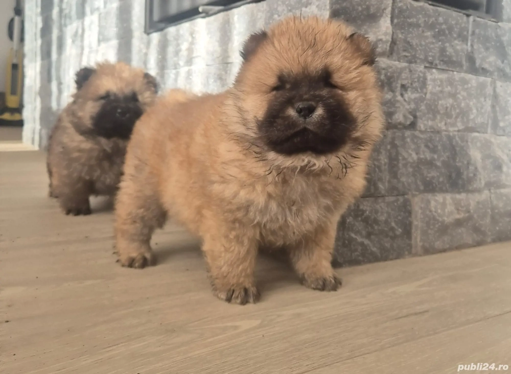 Pui Chow Chow disponibil 