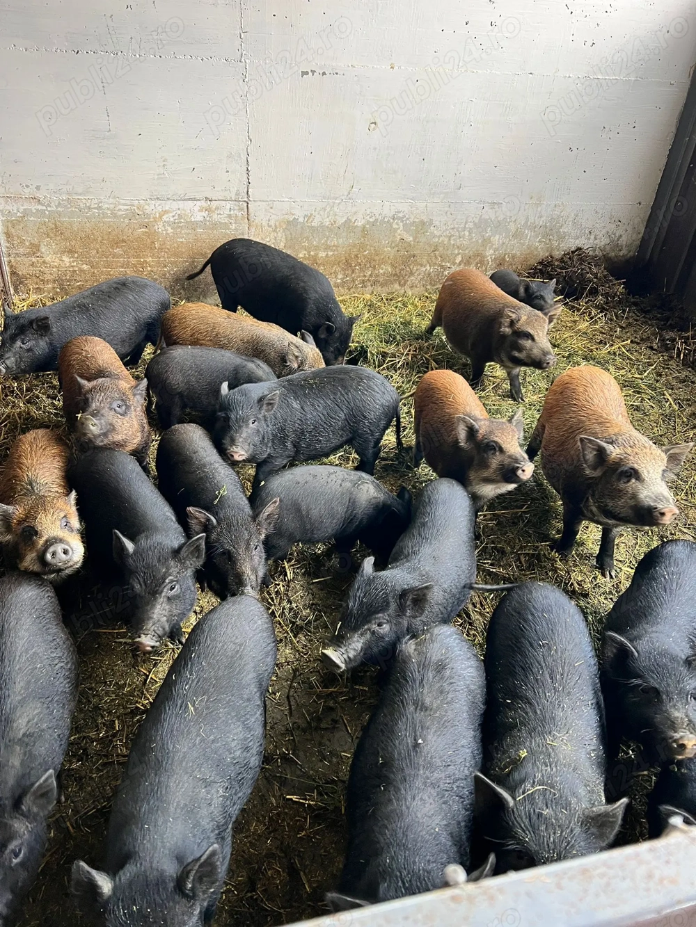 Purcel vietnamez metis Purcel vietnamez metis