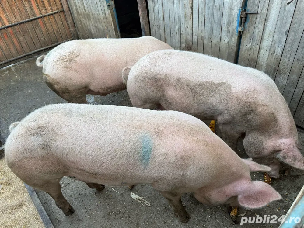 Porci pentru sacrificat