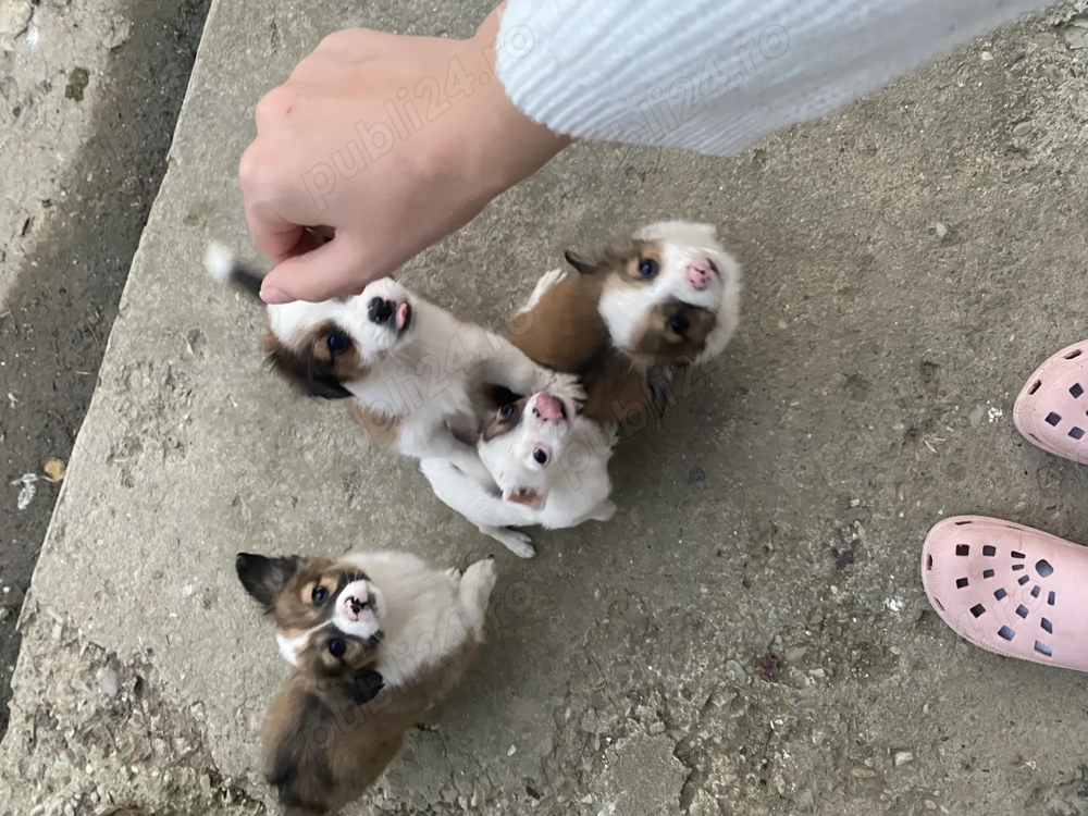 Donez Cătelusi doi baieti si doua fetite