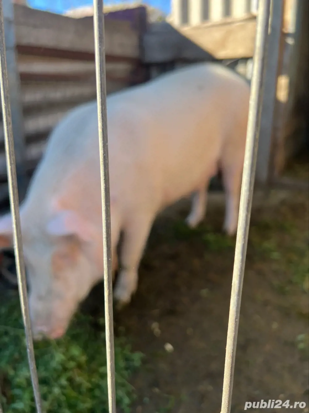 vând porci mici si mari