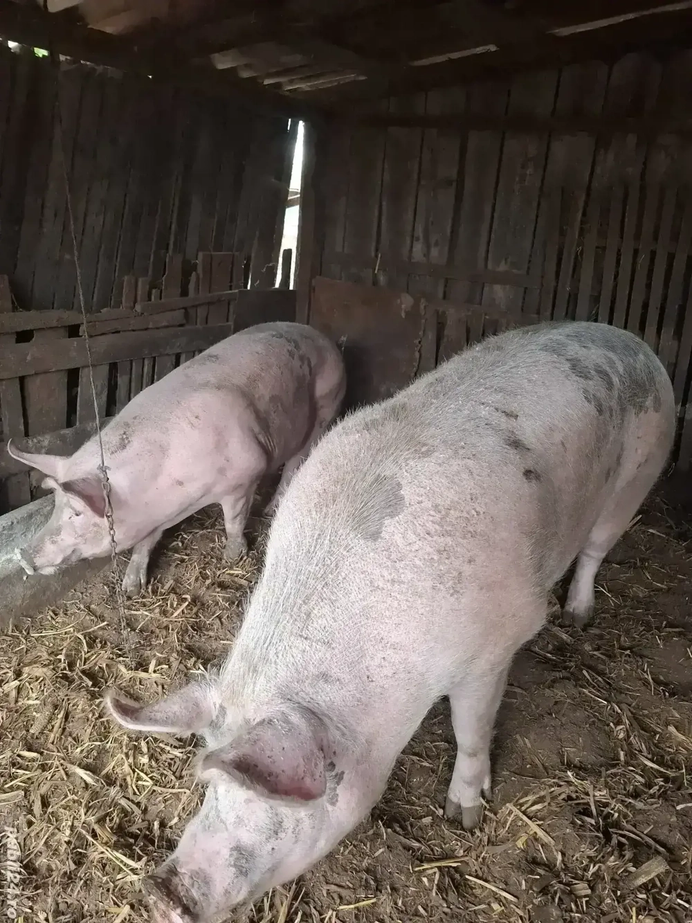 De vanzare De vanzare