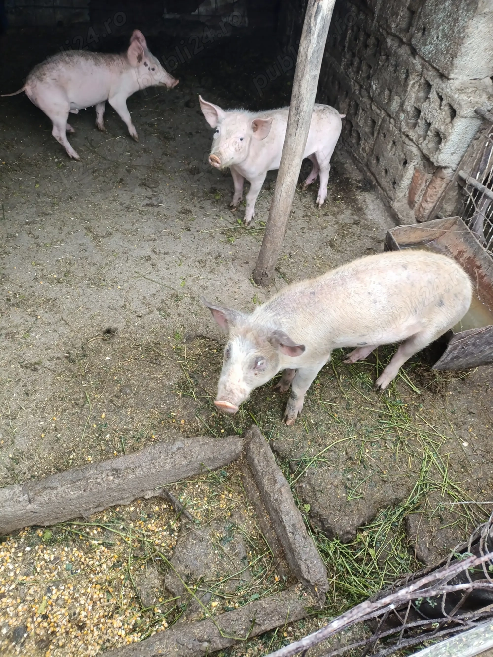 Vând purcei marele alb 