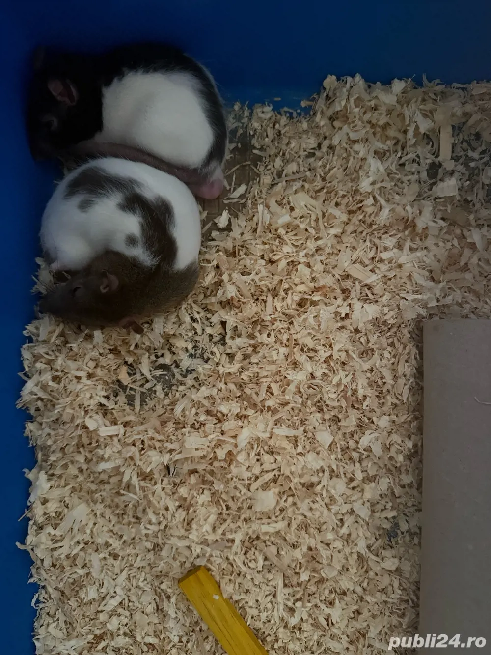 Donez sobolani de companie