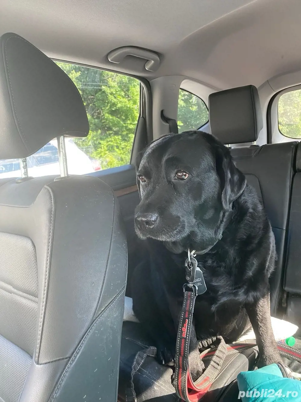 transport animale de companie