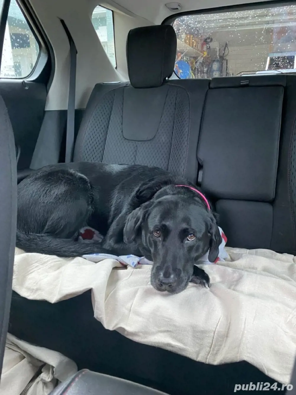 transport animale de companie