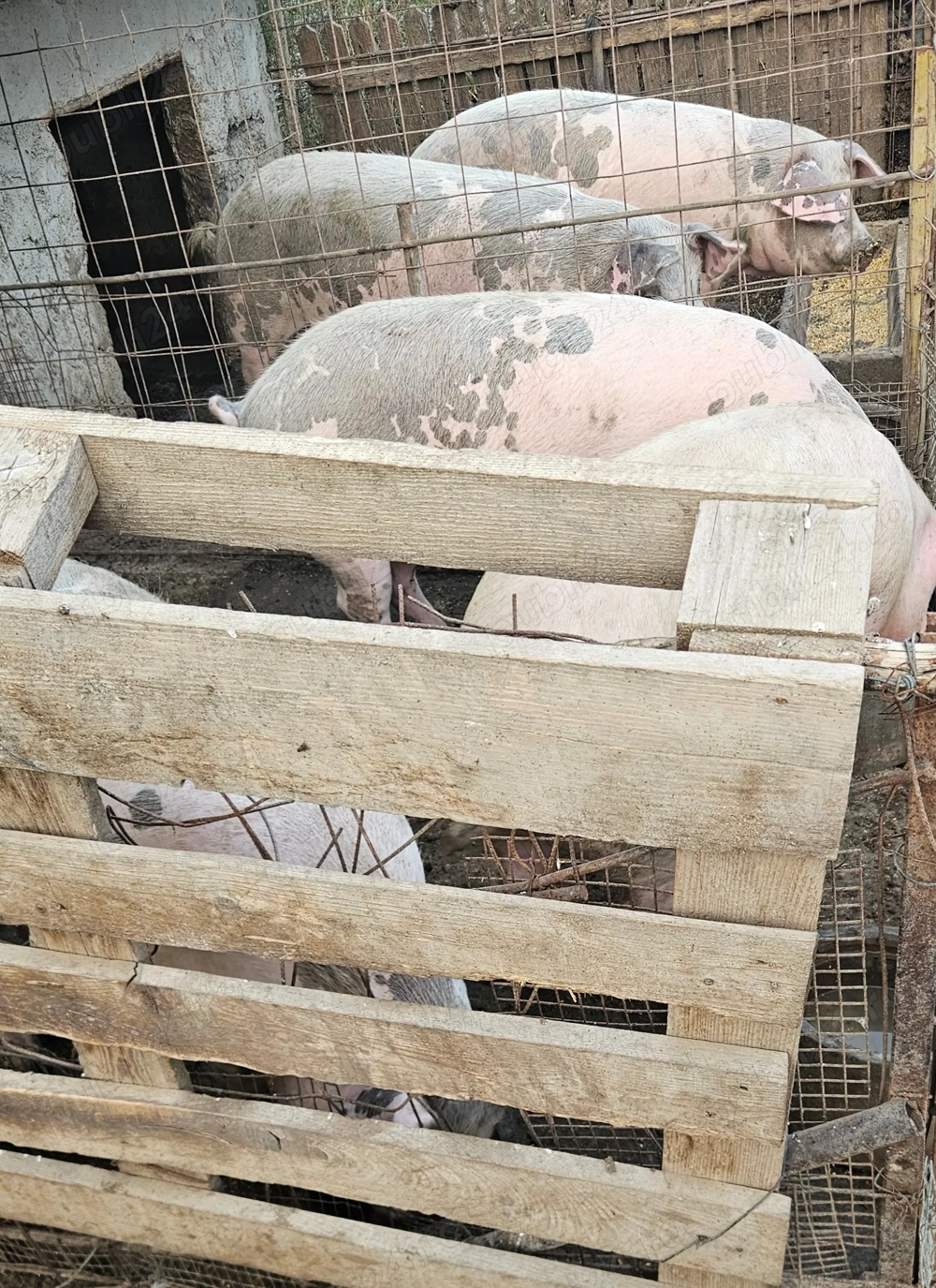 Porci de carne pentru Crăciun 